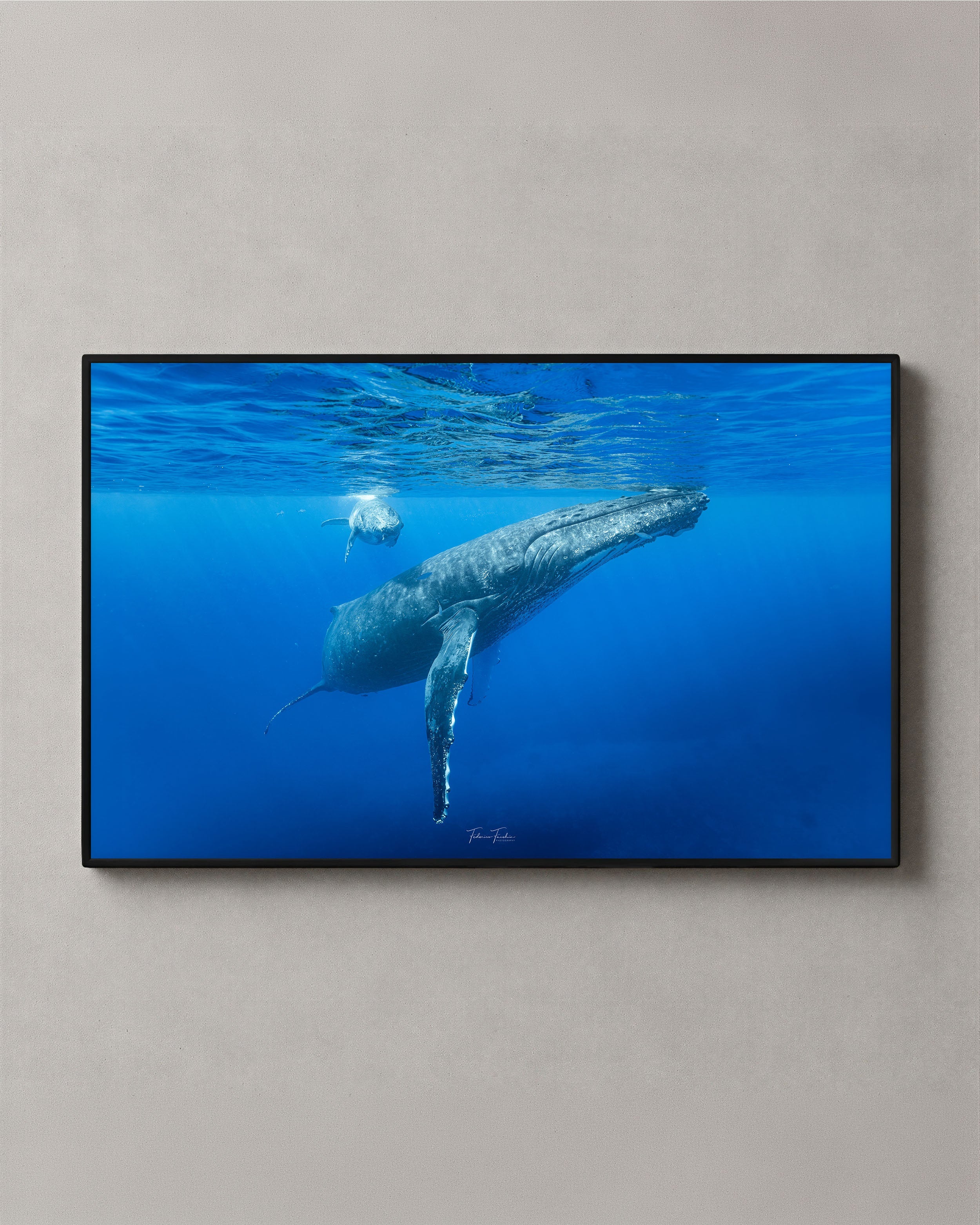 Humpback Whale