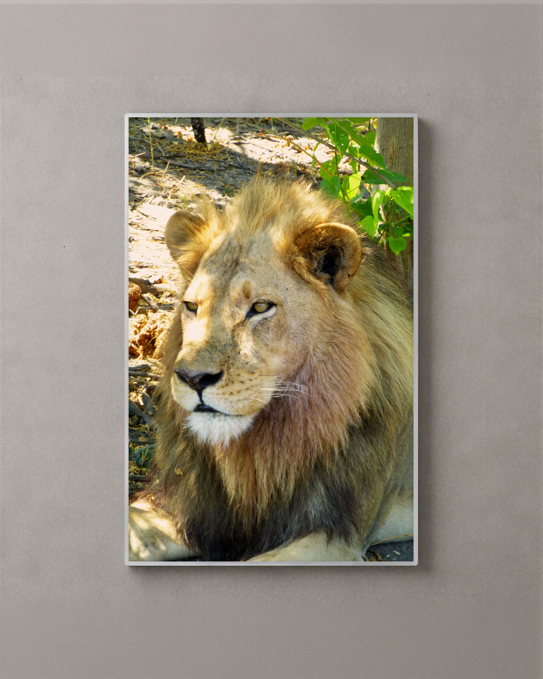 Lion Portrait